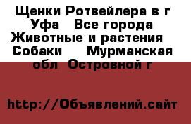 Щенки Ротвейлера в г.Уфа - Все города Животные и растения » Собаки   . Мурманская обл.,Островной г.